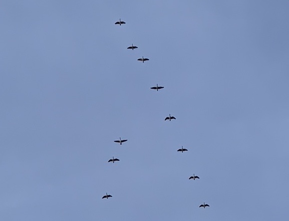 Vol d'outardes en formation V, flight of geese in a V formation.