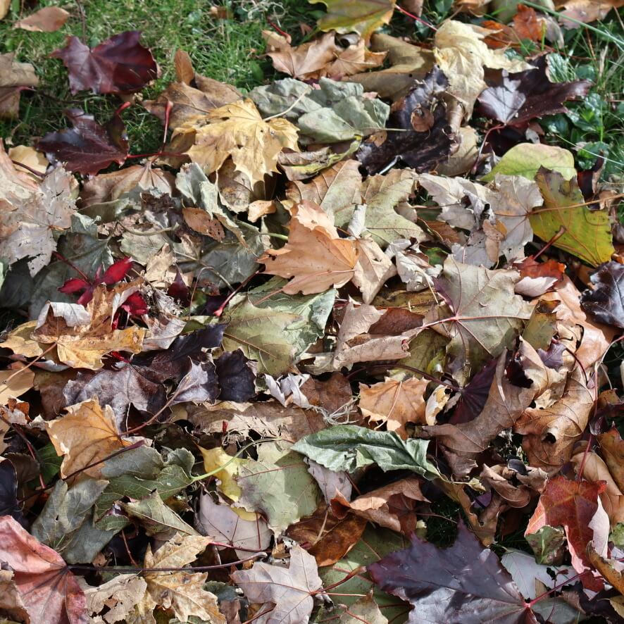 feuilles d'automne sur le sol.